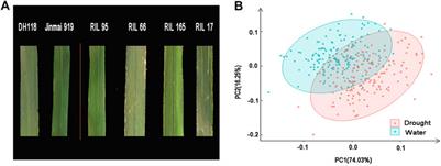 Identification of Genetic Loci Affecting Flag Leaf Chlorophyll in Wheat Grown under Different Water Regimes